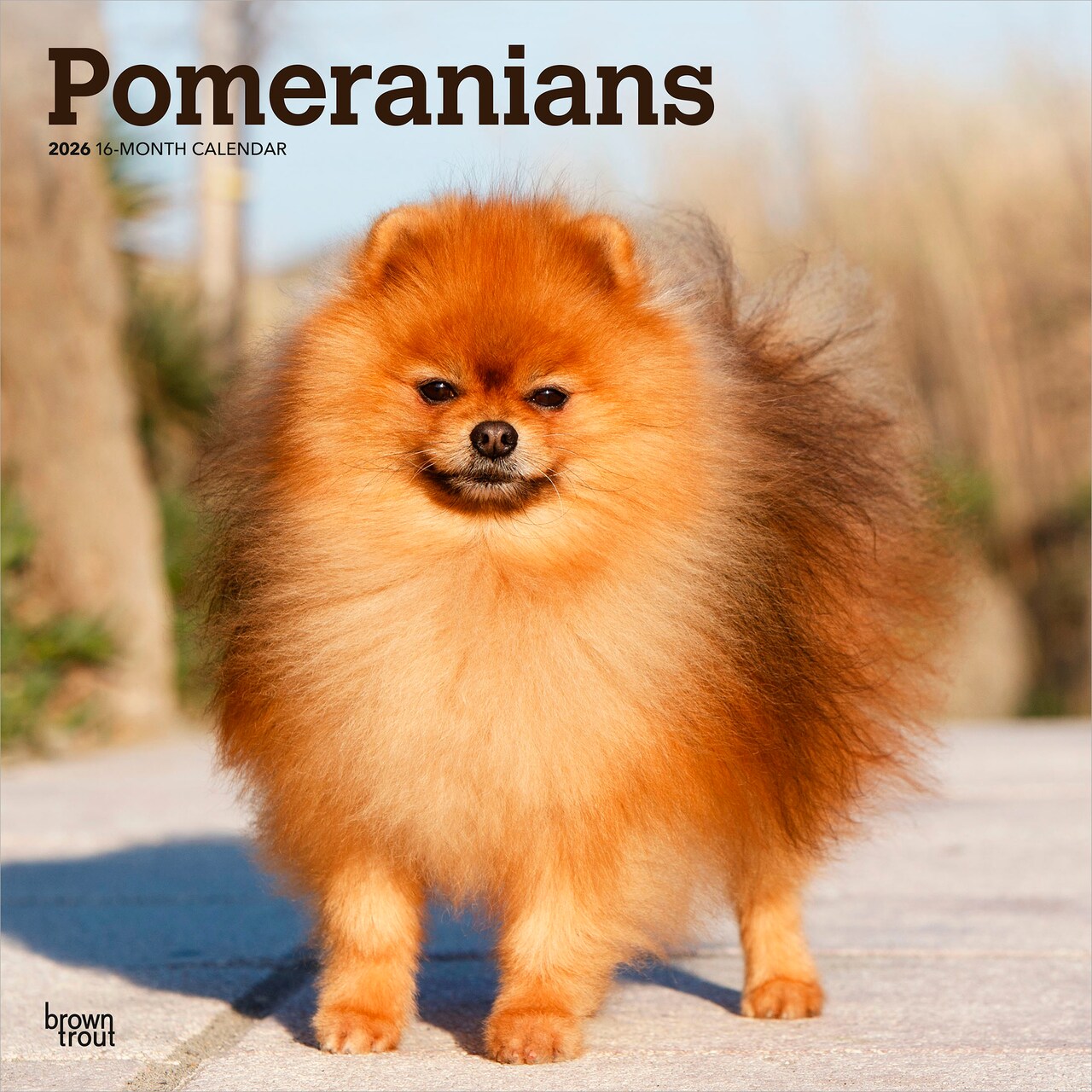 Pomeranians | 2026 12 x 24 Inch (Hanging) Monthly Square Wall Calendar | Plastic-Free